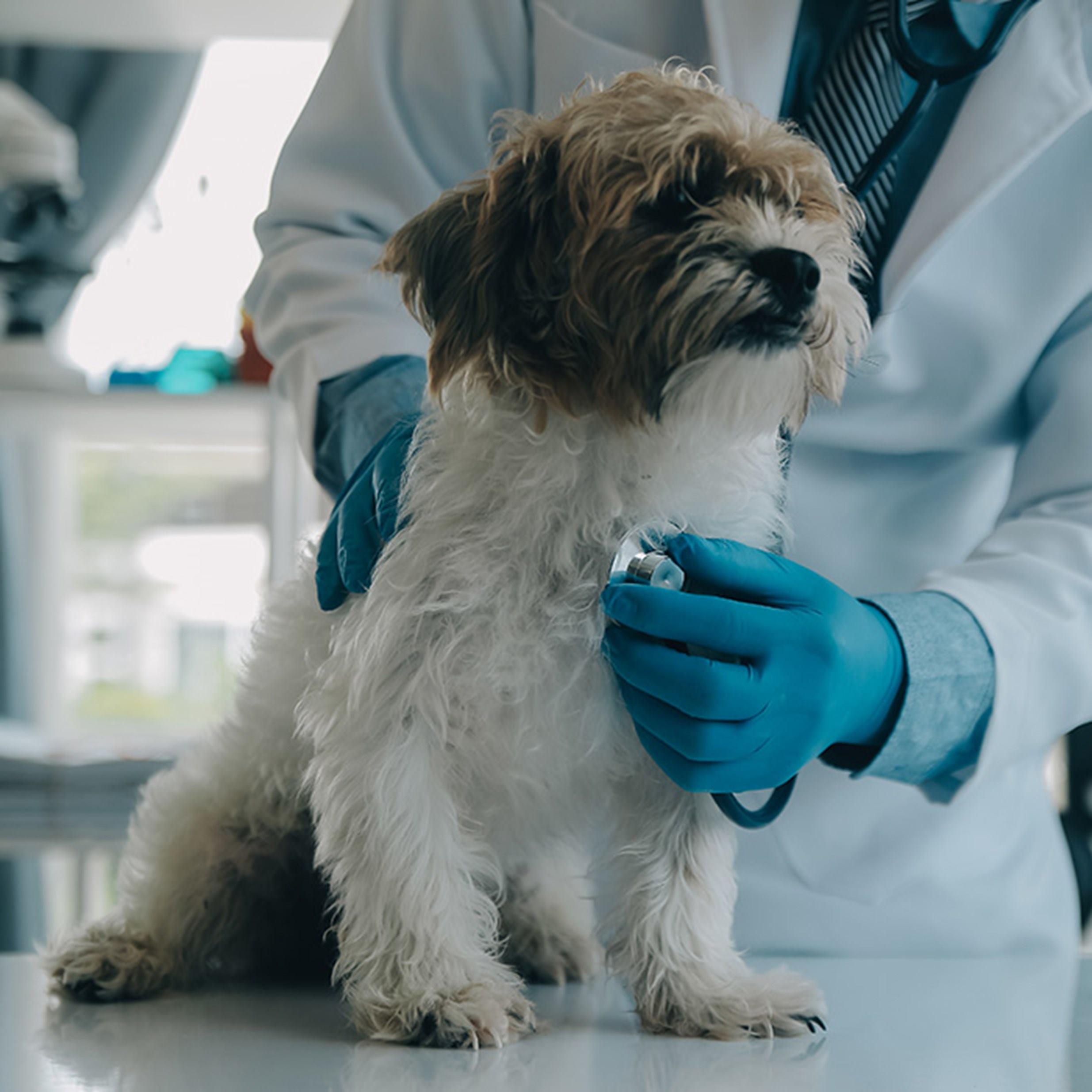 veterinaria-examinando-perro